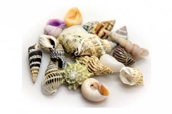 HOBBY Sea Shells Set L 5St&uuml;ck