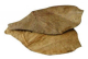 Dennerle Seemandelbaumbl&auml;tter Nano Catappa Leaves 12St&uuml;ck Erg&auml;nzungsfutter f&uuml;r Garnelen